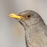 Karoo Thrush