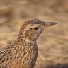 Rufous-naped Lark