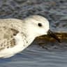 Sanderling