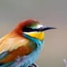 European Bee-eater