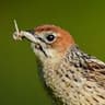 Cape Grassbird