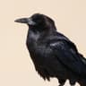 Cape Crow