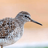 Wood Sandpiper