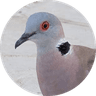 African Mourning (Collared) Dove
