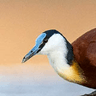 African Jacana