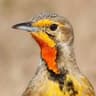 Cape Longclaw