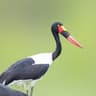 Saddle-billed Stork