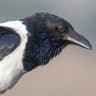 Pied Crow