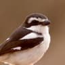 Southern Fiscal