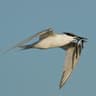 Sandwich Tern