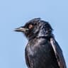Fork-tailed Drongo