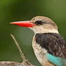 Brown-hooded Kingfisher