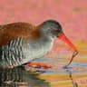 African Rail