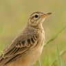 Plain-backed Pipit
