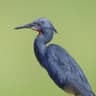 Slaty Egret