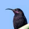 Amethyst Sunbird