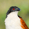 Burchell's Coucal
