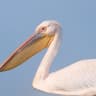 Great White Pelican