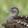 African Black Duck