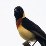 Long-tailed Paradise Whydah