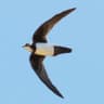 Alpine Swift