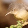 Burnt-necked Eremomela