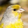 Cape Canary