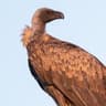 White-backed Vulture
