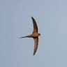 African Palm Swift