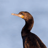 Cape Cormorant