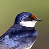 White-throated Swallow