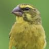 Brimstone Canary