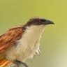 Senegal Coucal