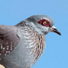 Speckled Pigeon