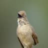 Sombre Greenbul
