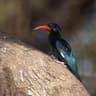 Green Wood Hoopoe