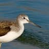 Common Greenshank