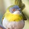 Yellow-breasted Apalis
