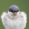 Common House Martin