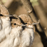 Marico Flycatcher