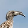 African Grey Hornbill