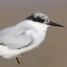 Damara Tern