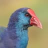 African (Purple) Swamphen