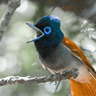African Paradise Flycatcher