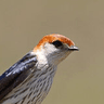 Greater Striped Swallow