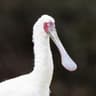 African Spoonbill