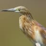 Squacco Heron