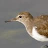 Common Sandpiper