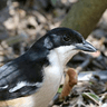 Southern Boubou