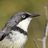 Bar-throated Apalis